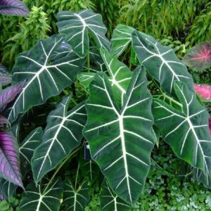 Alocasia For Sale Online