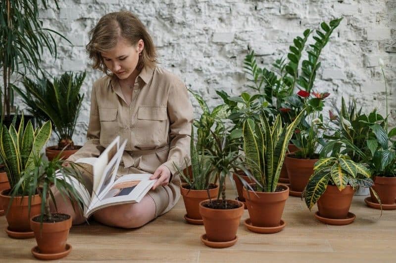 Tips To Add More Houseplants In a Small Space