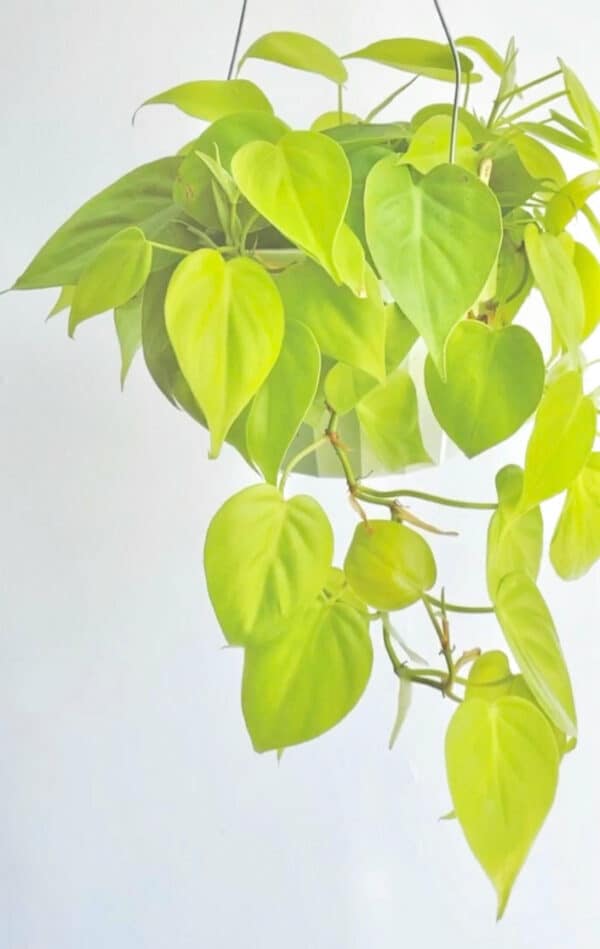 Lemon Lime Philodendron plants with multiple leaves
