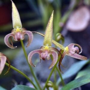 Bulbophyllum For Sale Online