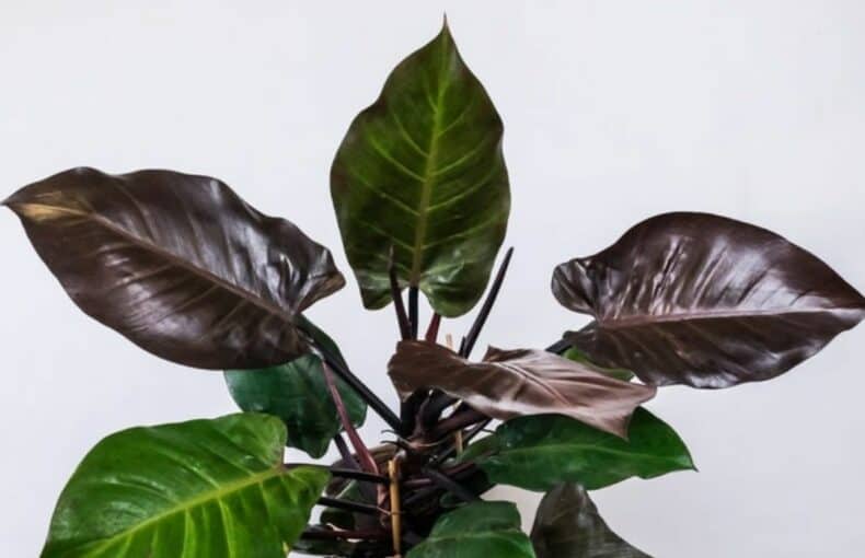 a philodendron majesty plant