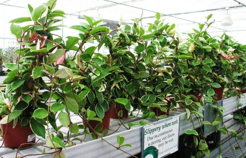 hoya krimson queen plant
