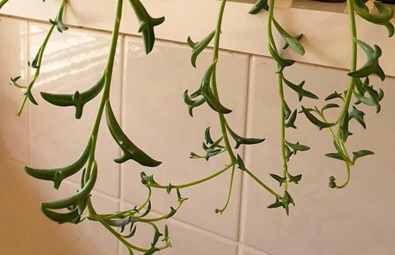 string of dolphins plant