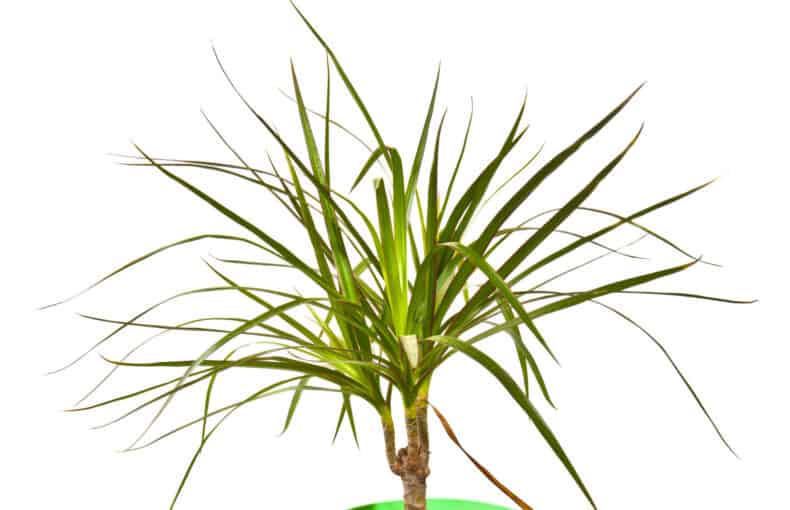 dracaena draco plant