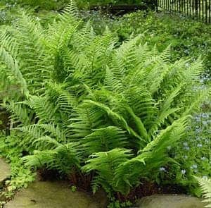 5 Lady Fern Bare Root, Plantly