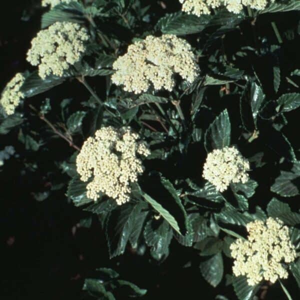 Chicago Lustre Viburnum 2 1/2&#8243; pot, Plantly
