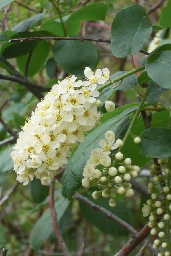 Chokecherry (Prunus virginiana) for Sale Your Jam Awaits! Plantly
