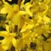 1 Forythia shrub - 4” pot