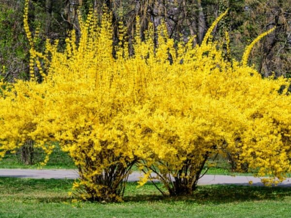 1 Forythia shrub – 4” pot