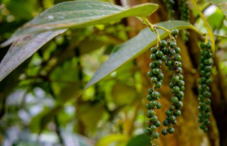 Peppercorn plant