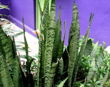 sansevieria zeylanica plant