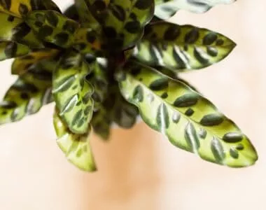 calathea lancifolia plant