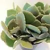 Medium Succulent Plant - Kalanchoe Millotii. Beautiful, suede textured, fleshy, pale green leaves.