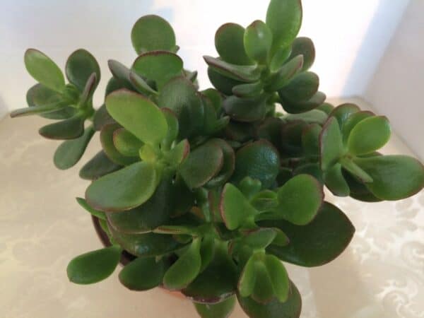 Medium Succulent Plant &#8211; Medium Compact Mini Jade Compacta. A beautifully colored jade with dark green leaves rimmed in burgundy., Plantly