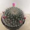 Medium Cactus Plant - Mammillaria Hahniana