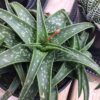 Medium Succulent Plant - Aloe Firebird.  A beautiful aloe. Deep, emerald green with white speckles on the leaves.