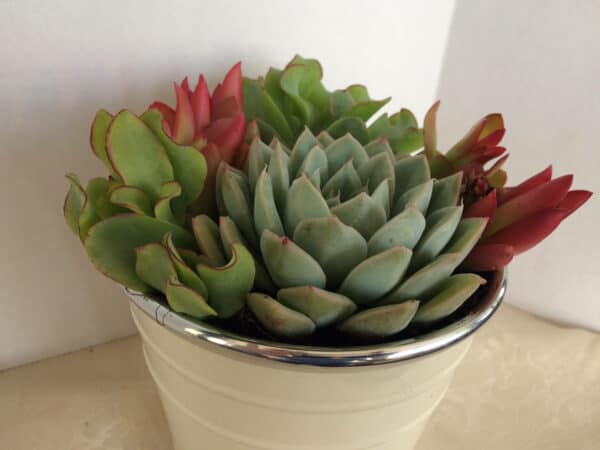 Medium Succulent Plant – Arrangement in Round, White Enameled Planter with a Metal Rim. Beautiful, completely assembled dish garden..