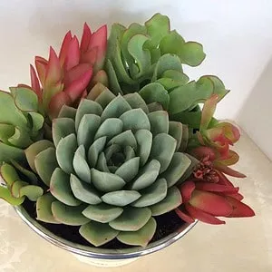Medium Succulent Plant - Arrangement in Round, White Enameled Planter with a Metal Rim. Beautiful, completely assembled dish garden..