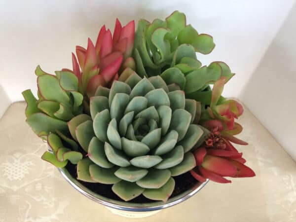 Medium Succulent Plant &#8211; Arrangement in Round, White Enameled Planter with a Metal Rim. Beautiful, completely assembled dish garden.., Plantly