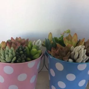 Types of Succulents You Need to Know, Plantly