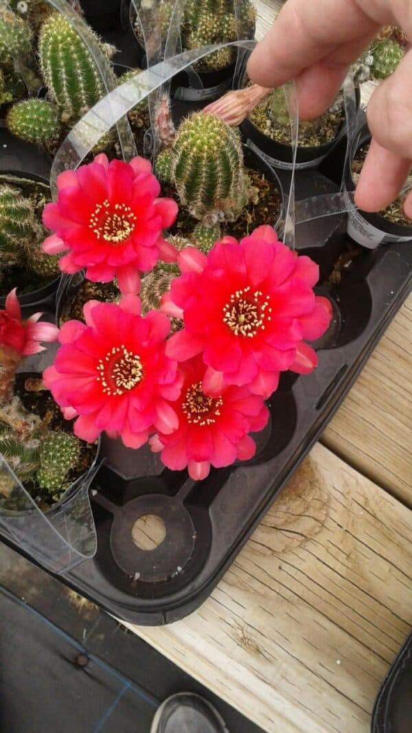 Cactus Plant Medium Chamaelobivia &#8220;Rose Quartz&#8221;, Plantly
