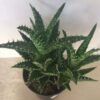 Medium Succulent Plant - Aloe "Minnie Belle". Beautifully colored bright green with white spine edges and white speckles.