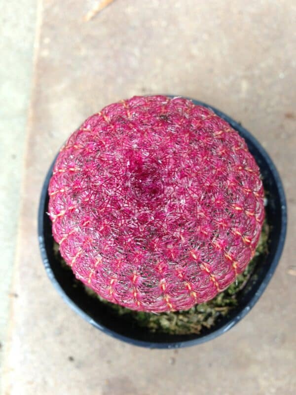 Cactus Plant &#8211; Medium Rainbow Hedgehog Cactus. A beautiful cactus with a crimson web covering., Plantly