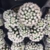 Medium Arizona Snowcap | hybrid of the Thimble Cactus with dense, white, clustering spines