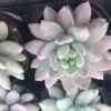 Lilac Mist Succulent | A very different, beautifully colored Succulent Rosette