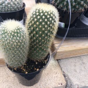 Cactus - Bristle Brush Cactus or Mammillaria Pilcayensis
