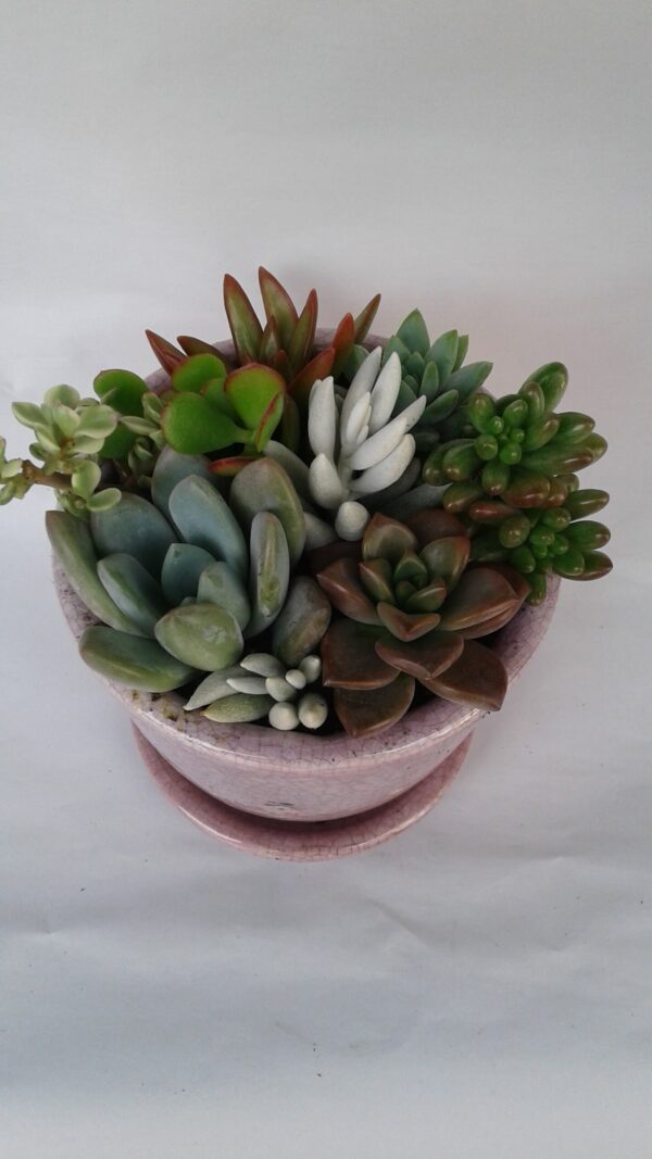 Medium Succulent Plant &#8211; Arrangement in a Violet/Pink Crackle Ceramic Glazed Planter with Drip Saucer., Plantly