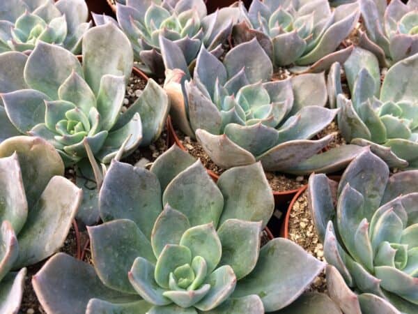 Echeveria Princess Blue &#8211; Succulent, Plantly