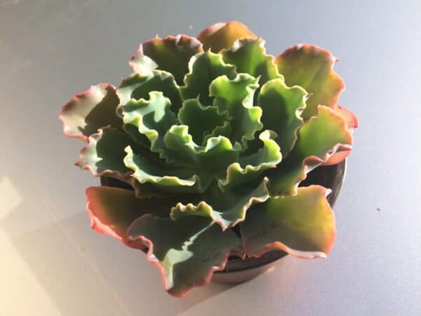 Medium Succulent Plant &#8211; Medium Echeveria Crimson Curl. A colorful plant with leaves that appear to be ruffled., Plantly