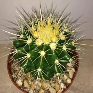 Golden Barrel Cactus or Echinocactus Grusonii Cactus