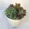 Medium Succulent Plant - Arrangement in a Frosted Silver Swirl Crystal Planter.