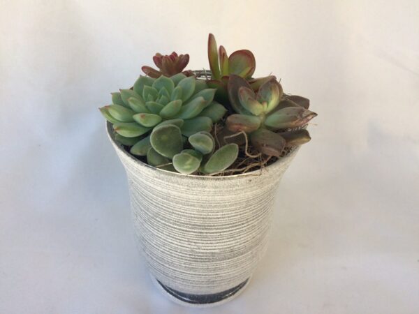 Medium Succulent Plant &#8211; Arrangement in a Frosted Silver Swirl Crystal Planter., Plantly