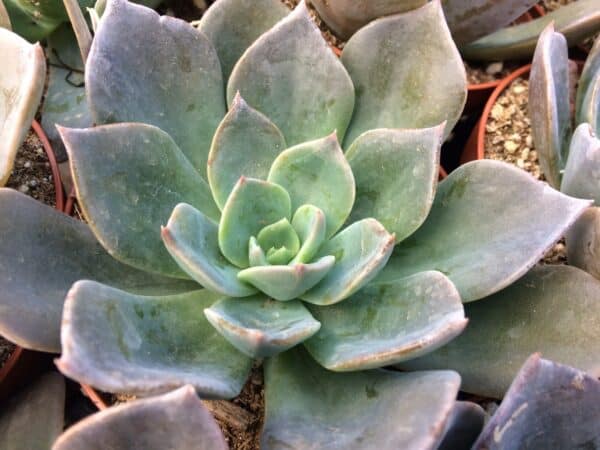 Echeveria Princess Blue &#8211; Succulent, Plantly