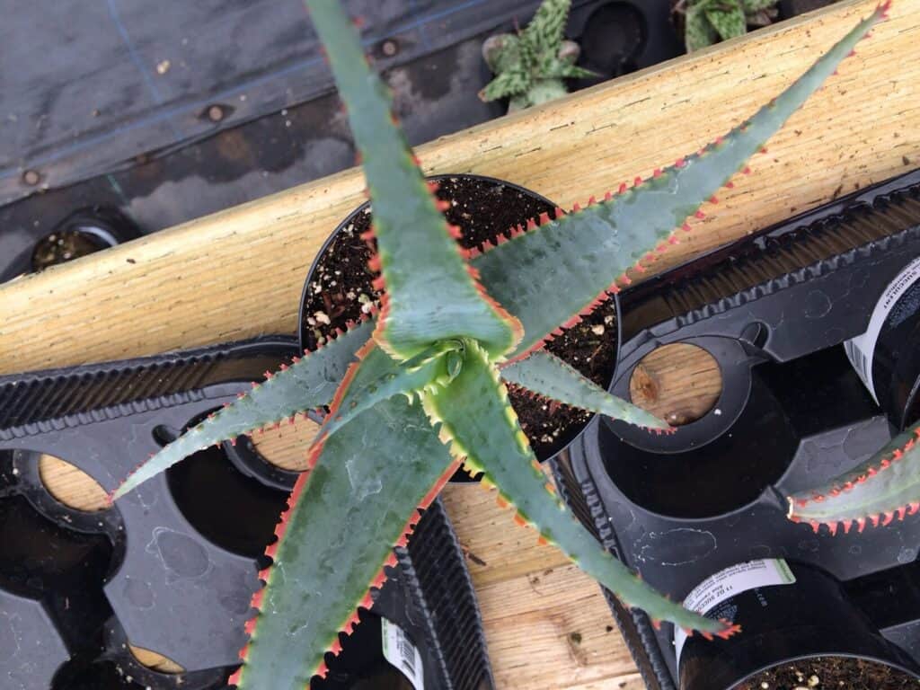Medium Succulent Plant Aloe Swordfish. A beautiful and lovely shaped