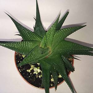 Medium Succulent Plant - Haworthia Limifolia. A very interesting, deep green, striated Aloe.