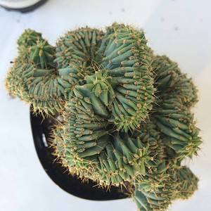 Cactus Plant - Medium Myrtillocactus species Cristata, also known as the Blue Candle Crested. A very beautifully shaped and colored cactus.