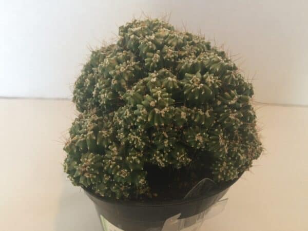 a small cactus plant in a pot on a table