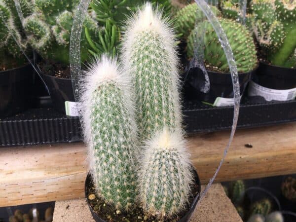 Medium Silver Torch Cactus – A spiny, cylindrical cactus.