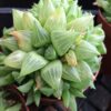 Medium Succulent Plant - Haworthia Cooperi var Truncata. Beautiful, glassy appearing succulent.
