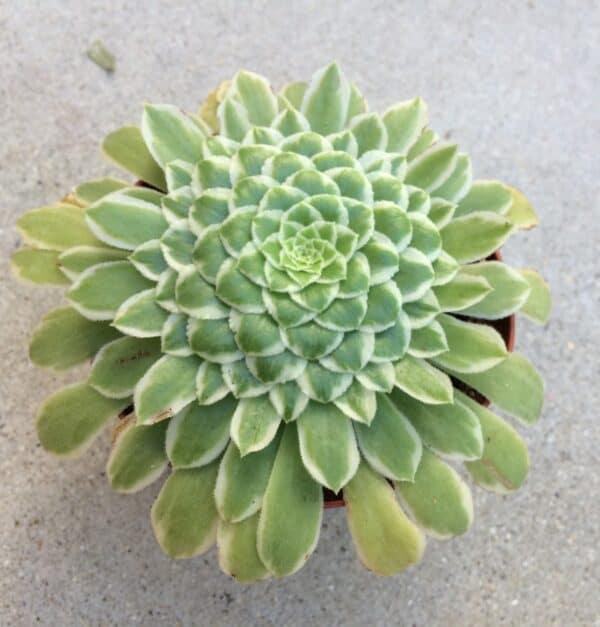 Medium Succulent Plant &#8211; Aeonium &#8216;Emerald Ice&#8217;. A beautiful Aeonium Hybrid., Plantly