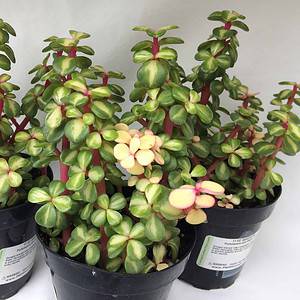 Medium Succulent Plant - Portulacaria Afra Medio-Picta is a beautifully colored succulent.