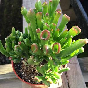 How To Plant Succulents? Ultimate Guide, Plantly