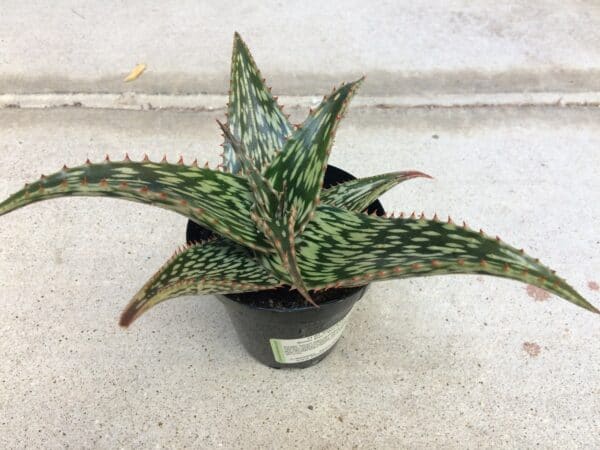Medium Succulent Plant &#8211; Mosaic Aloe. Dark green with patterned white designed leaves., Plantly