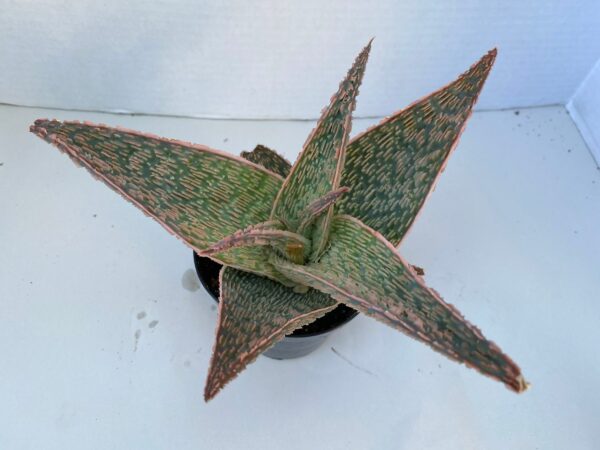 Medium Succulent Plant &#8211; Aloe Delta Rose.  A beautiful, very limited, hybrid aloe., Plantly