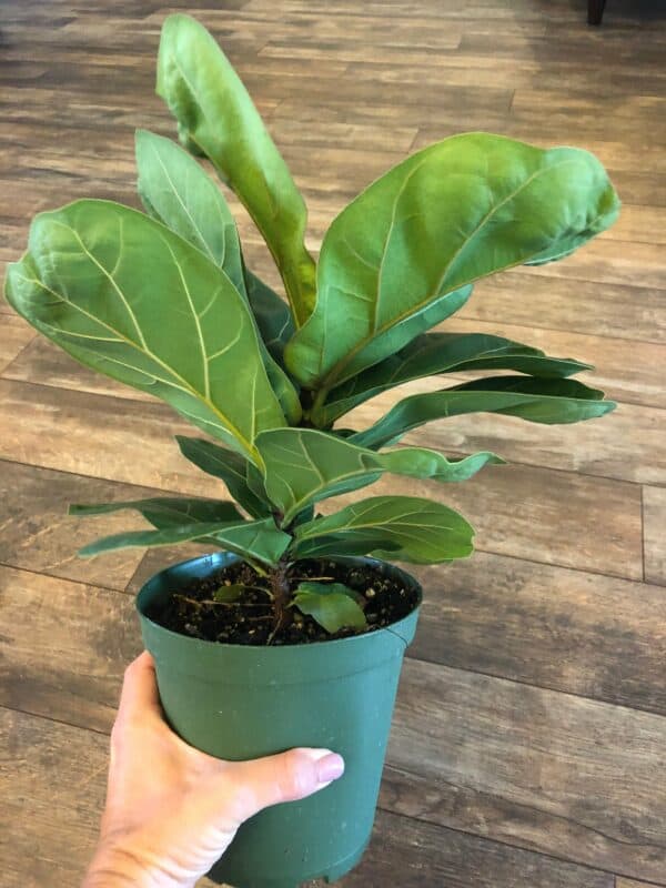 Ficus lyrata “Little Sunshine”  &#8211; 6&#8243; pot, Plantly