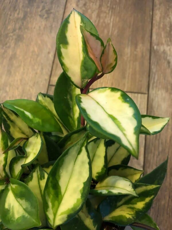Hoya Tri-Color- variegata &#8211; 4&#8243; pot, Plantly